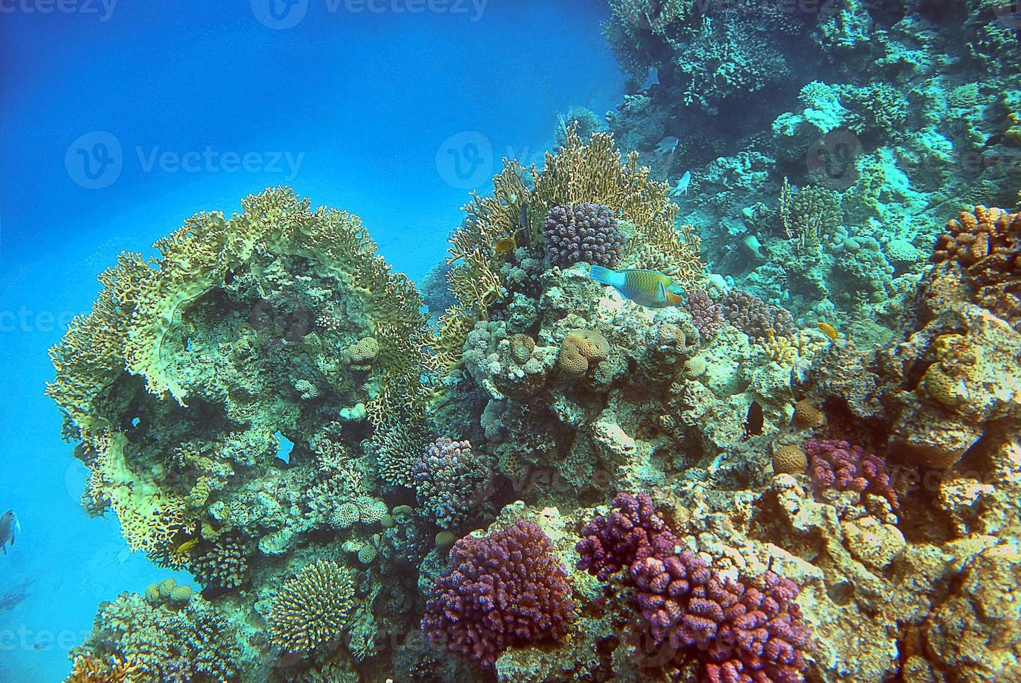 koraalrif onderwater in de rode zee egypte foto