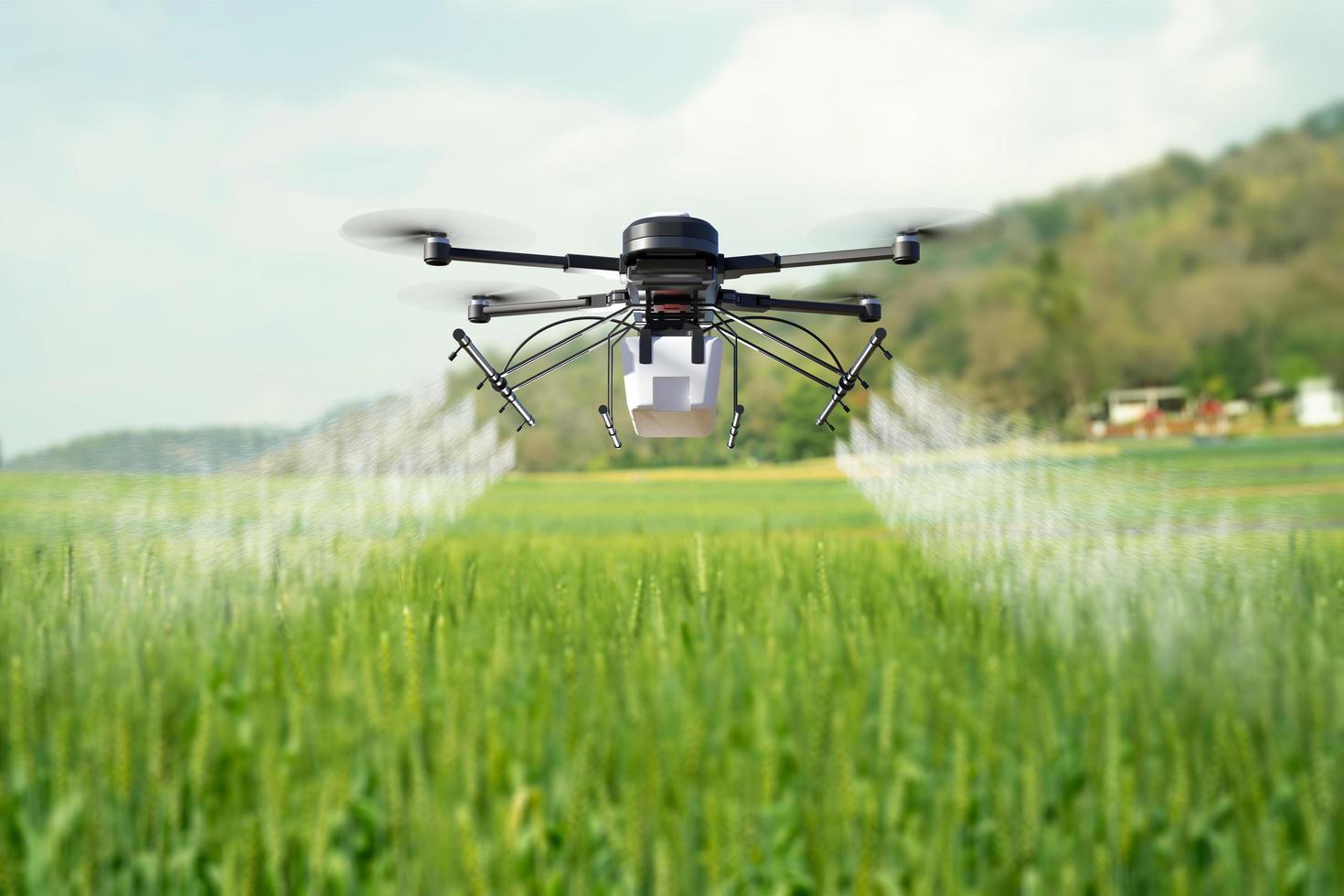 drone sproeit pesticide op tarweveld. foto