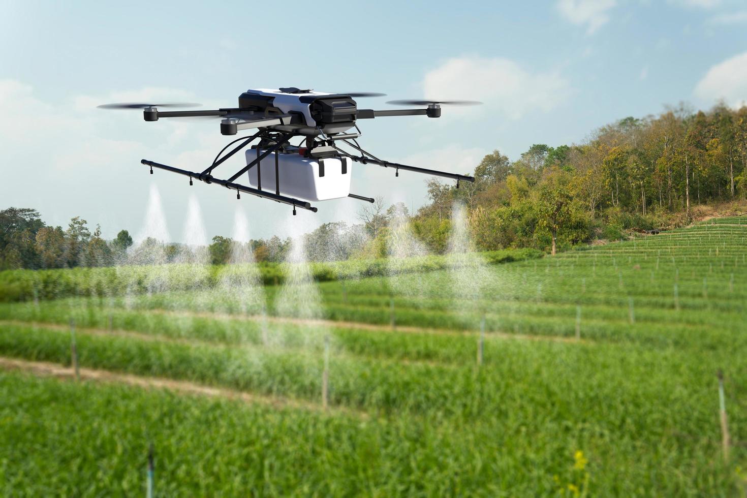 drone sproeit pesticide op tarweveld. foto