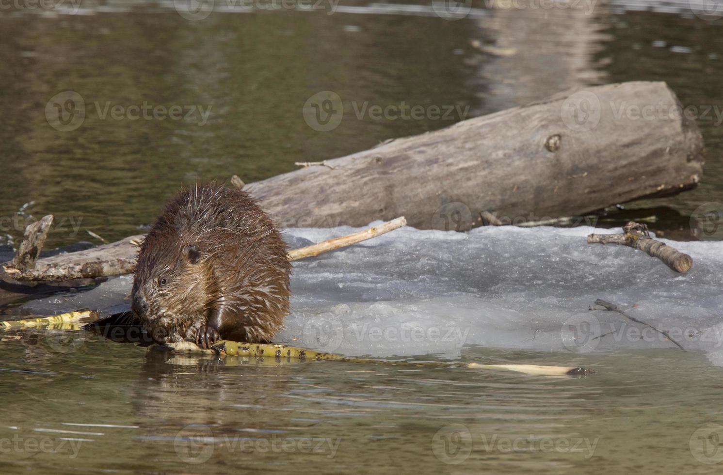 bever aan het werk foto