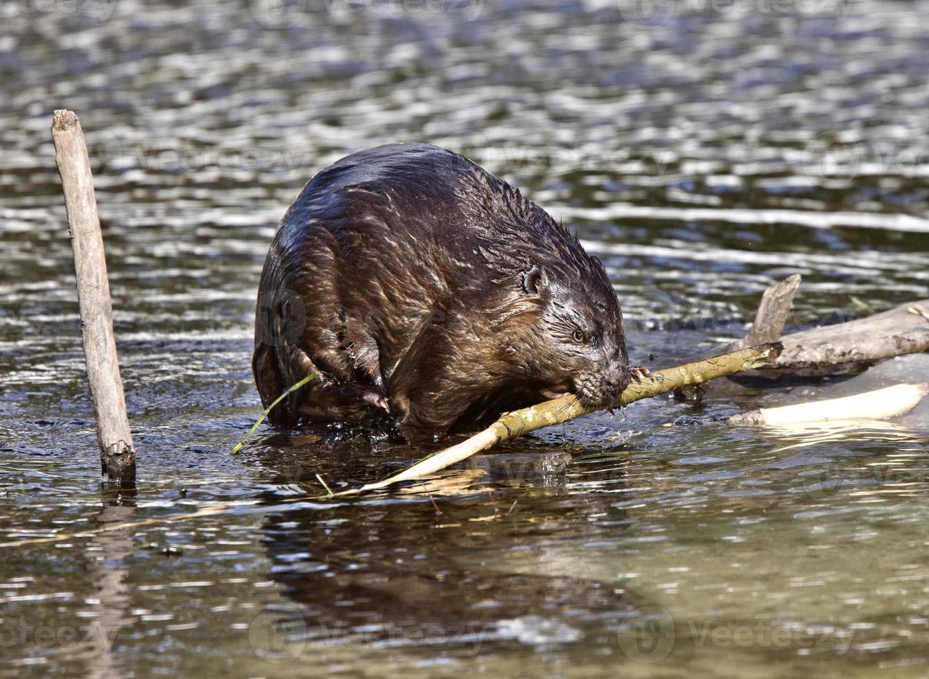 bever aan het werk foto