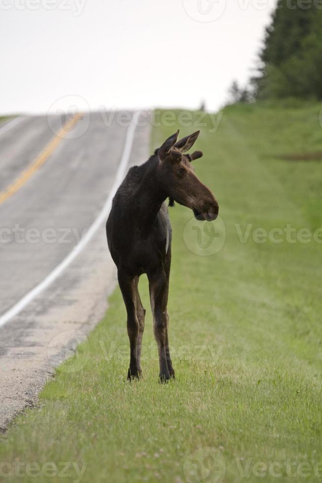 jonge stier eland foto