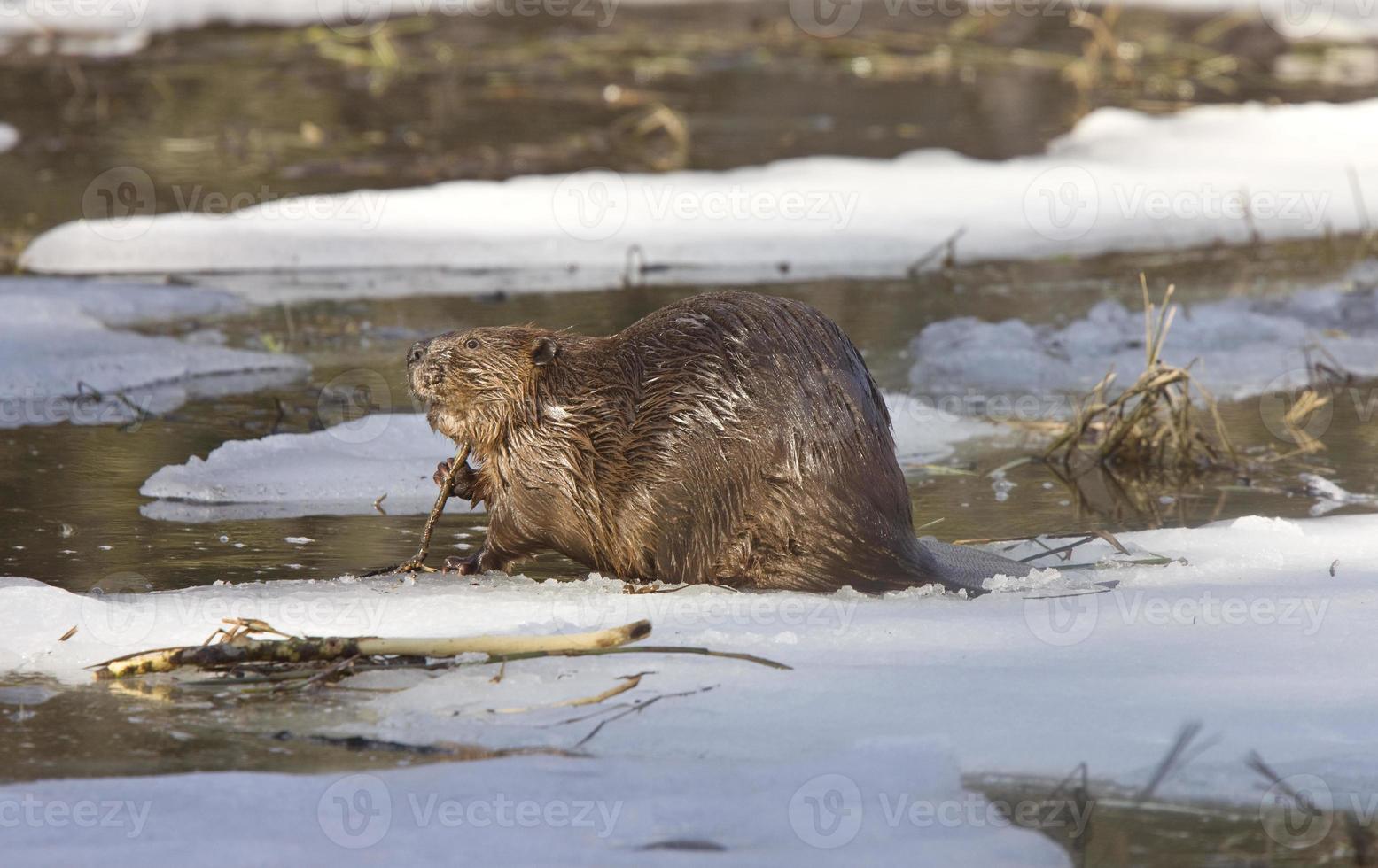 bever aan het werk foto