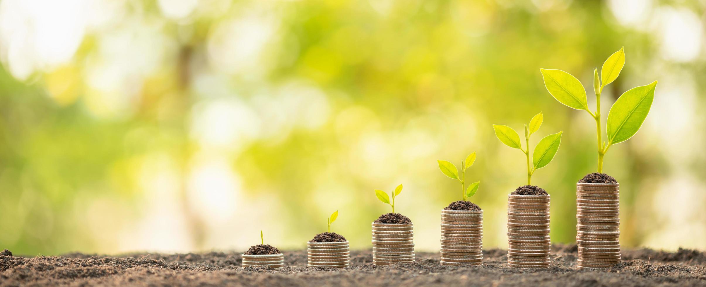 muntstapel met jonge groene spruit bovenop. zakelijk succes, financieel of geld groeiend concept foto