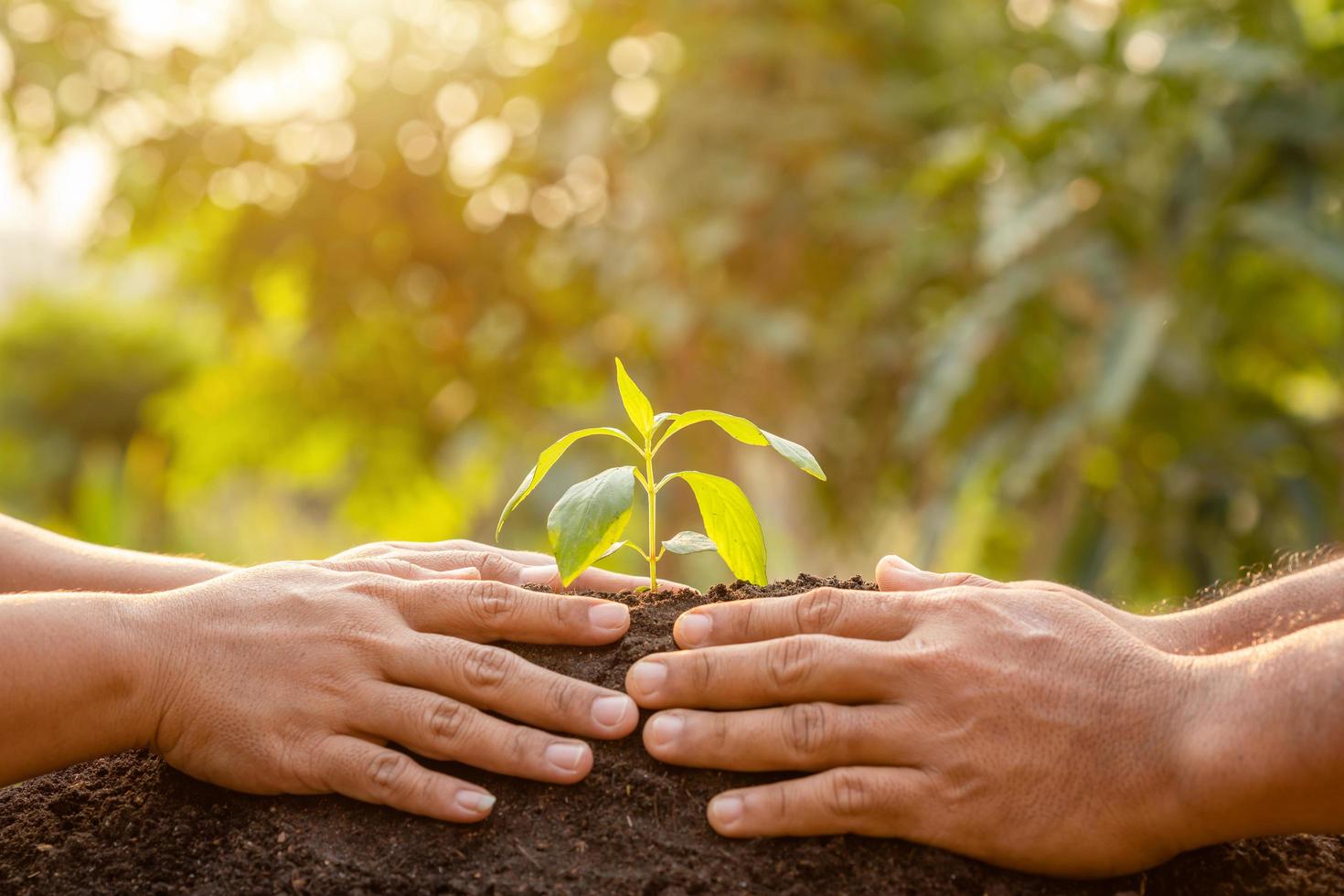 close-up hand met jonge groene boomspruit en planten in de bodem foto