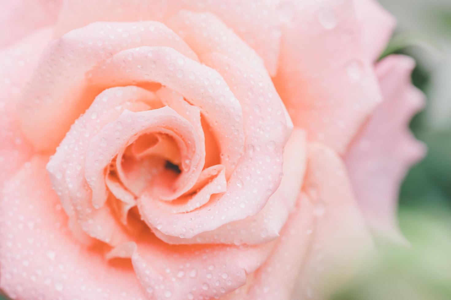 roze bloei roos in de tuin. huis buitendecoratie en tuinieren concept foto
