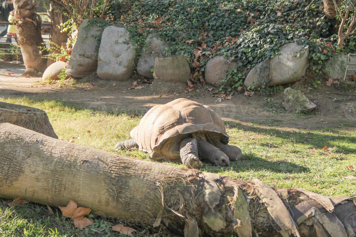 schildpad schildpad moerasschildpad reptiel dier foto