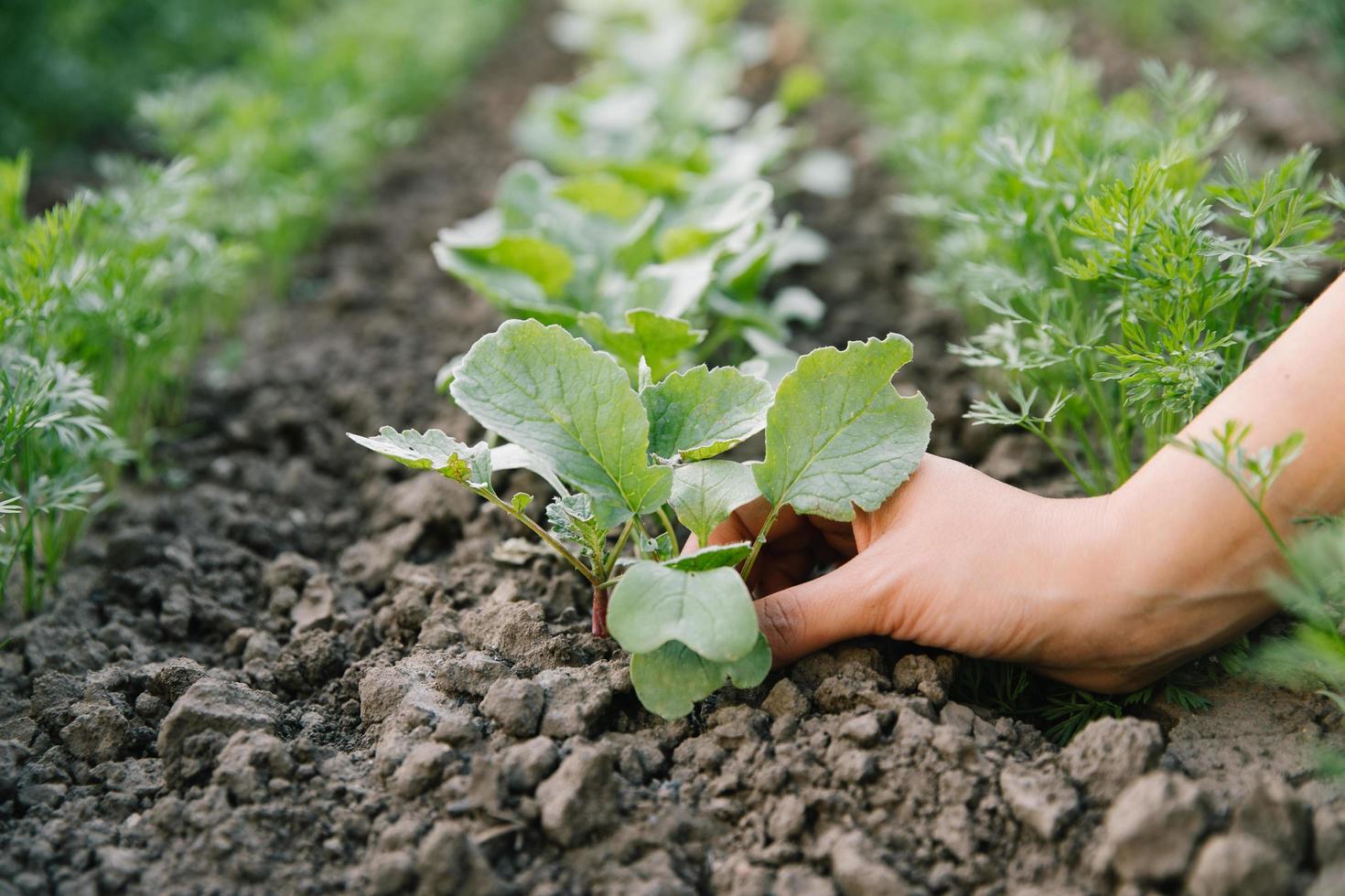 werken in de biologische moestuin, jonge zaailingen verzorgen en jonge plantjes verplanten in de tuingrond. foto