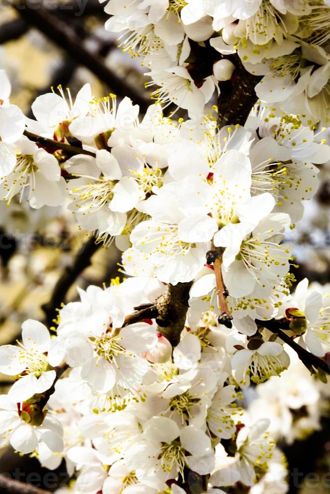 witte bloemen en toppen van een abrikozenboom in de lentebloesem foto