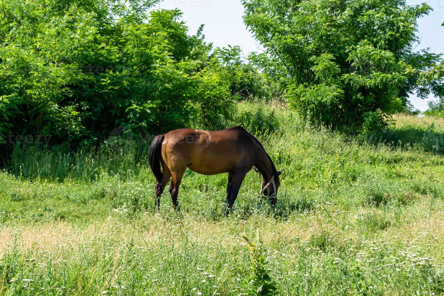 mooie wilde bruine paardenhengst op zomerbloemenweide foto