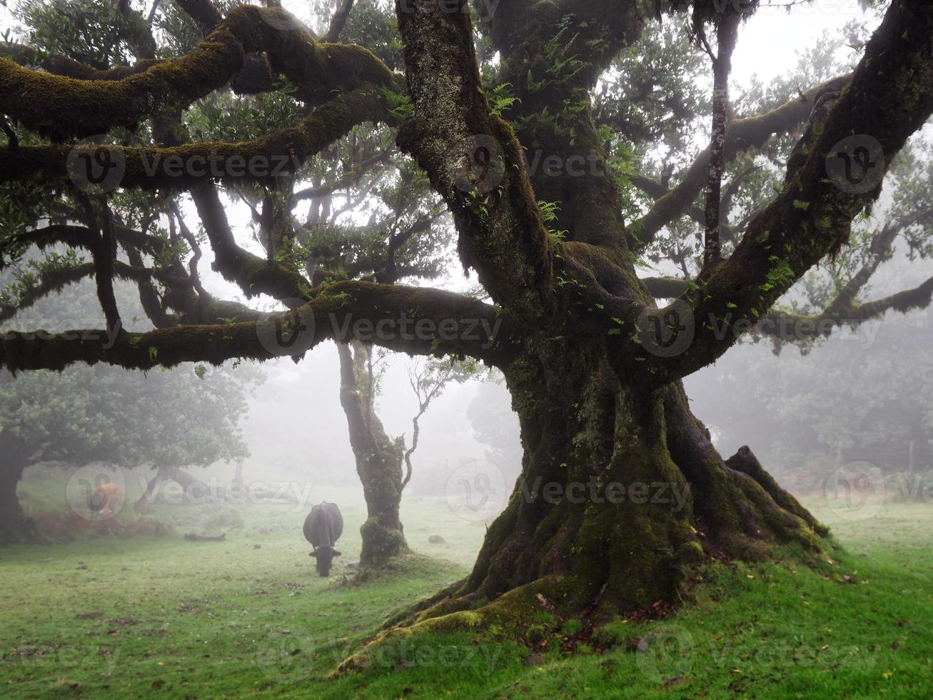 magisch mistig bos en bomen met ongewone vormen veroorzaakt door harde wind en omgeving. reizen naar verschillende plaatsen. harde wind en wolken en mist. sprookjesachtige plek. foto