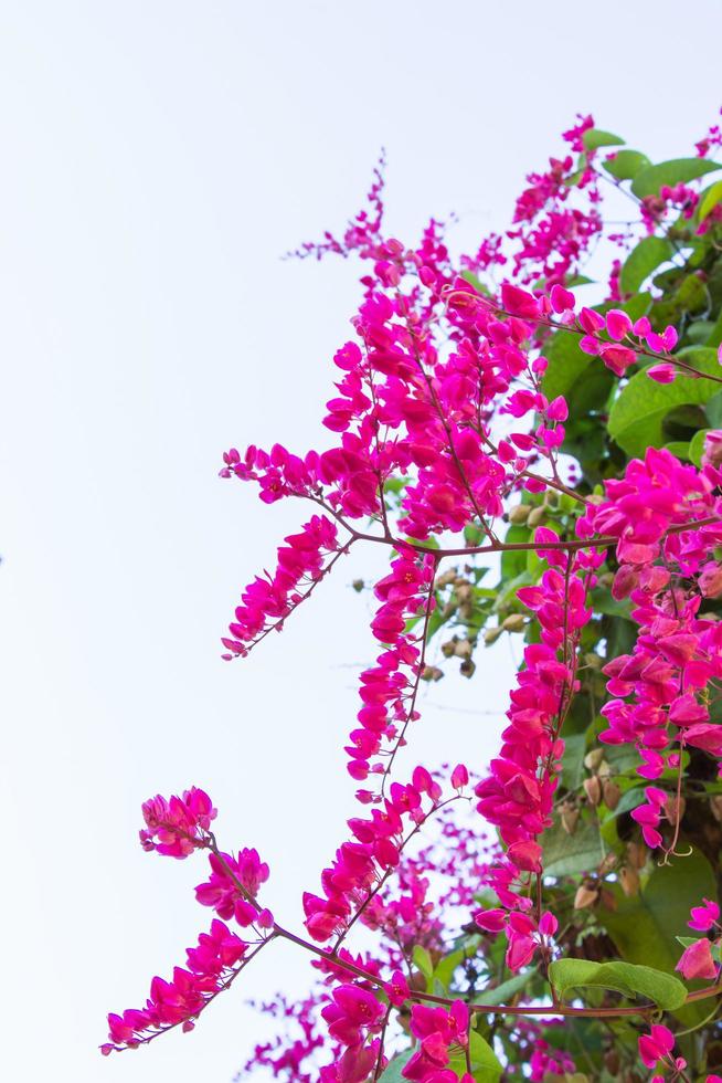 mexicaanse klimplant, antigonon leptopus is een sierplant die inheems is in mexico. het is een wijnstok met roze of witte bloemen. foto