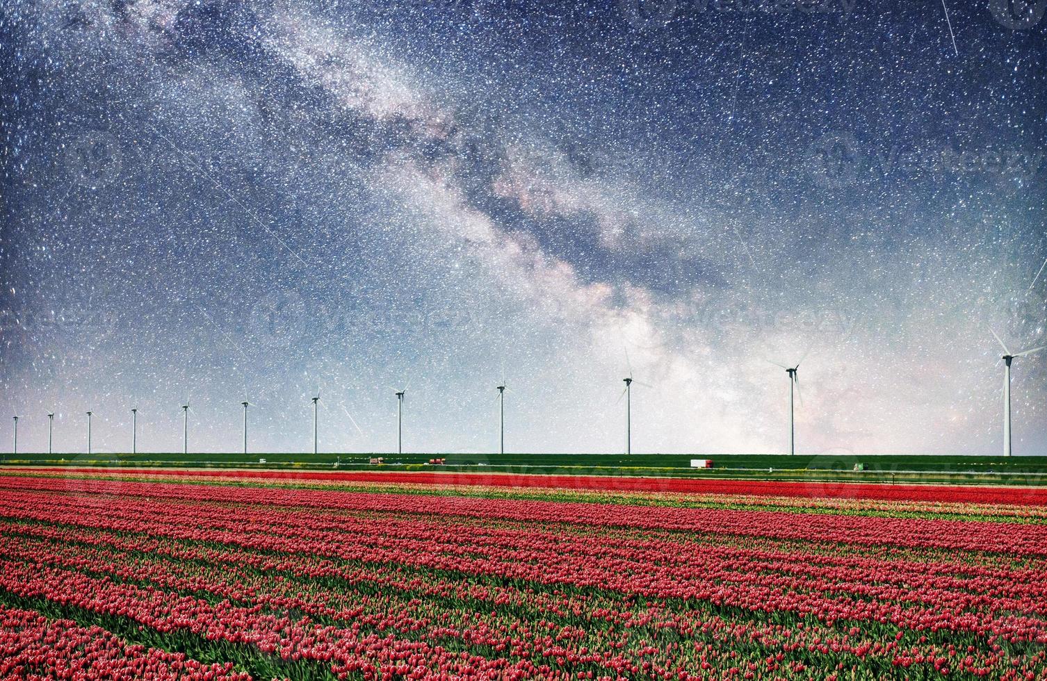 prachtig rood tulpenveld foto
