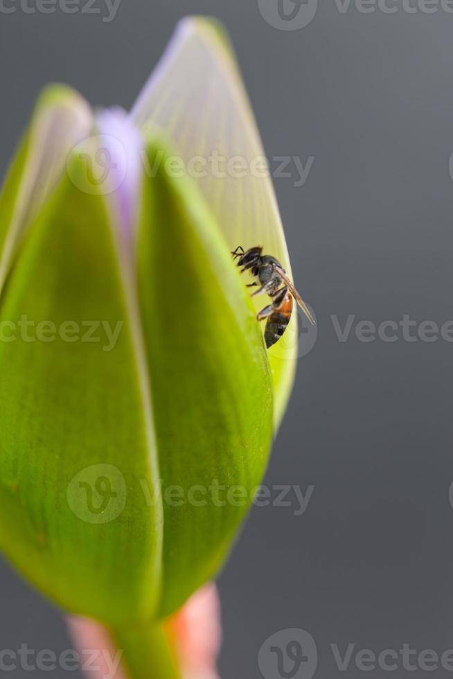 lotus en bij in het parkq foto