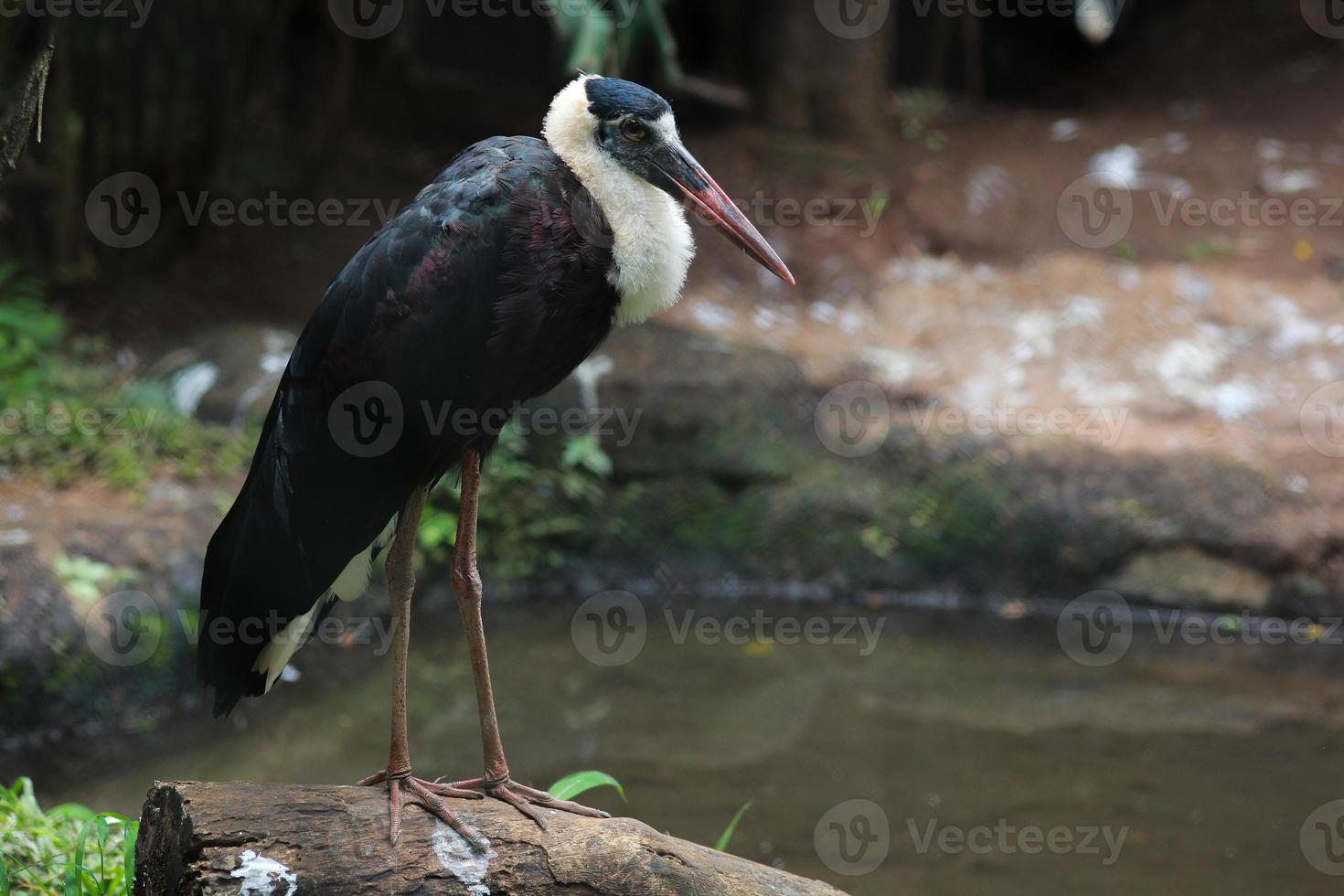 aziatische wollige nek staande op een boomstam foto