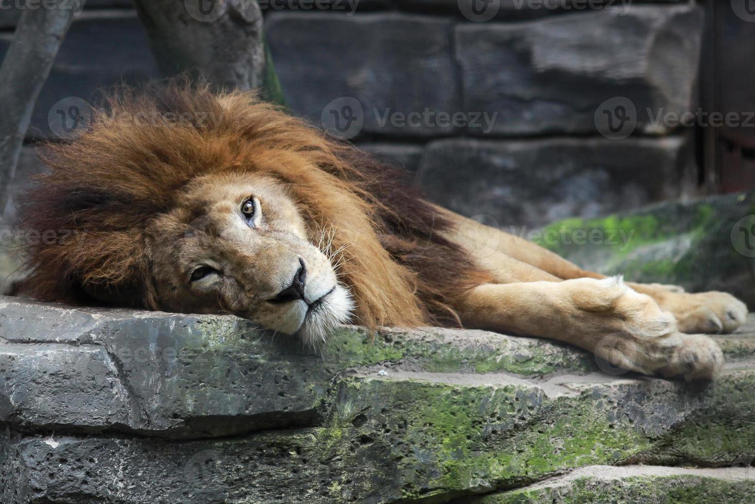 eenzame leeuw liggend op de rots foto