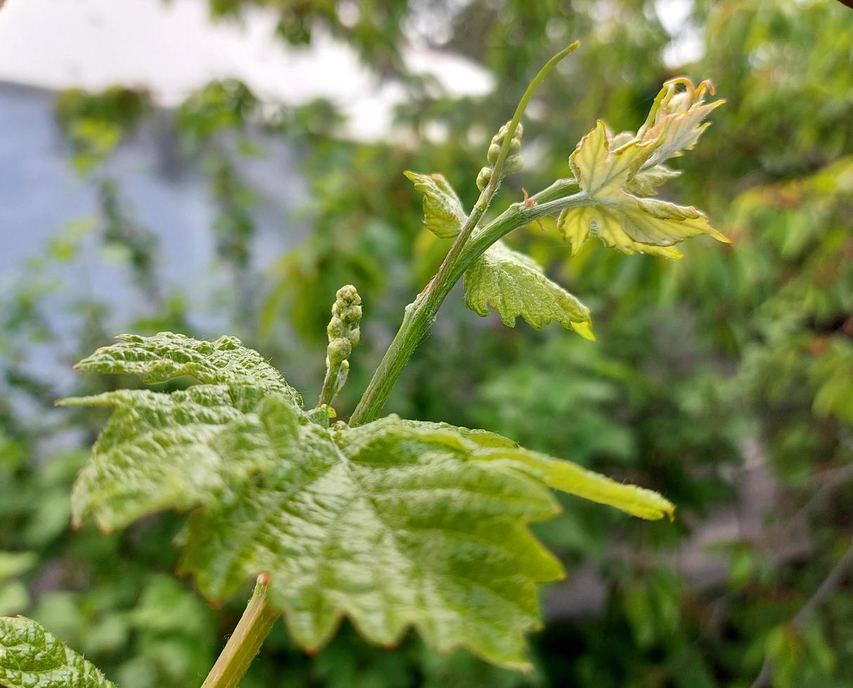 druiven groeien in de tuin. jonge groene twijgen en bladeren. landbouw, tuinbouw, plant, lente, vegetatie. foto