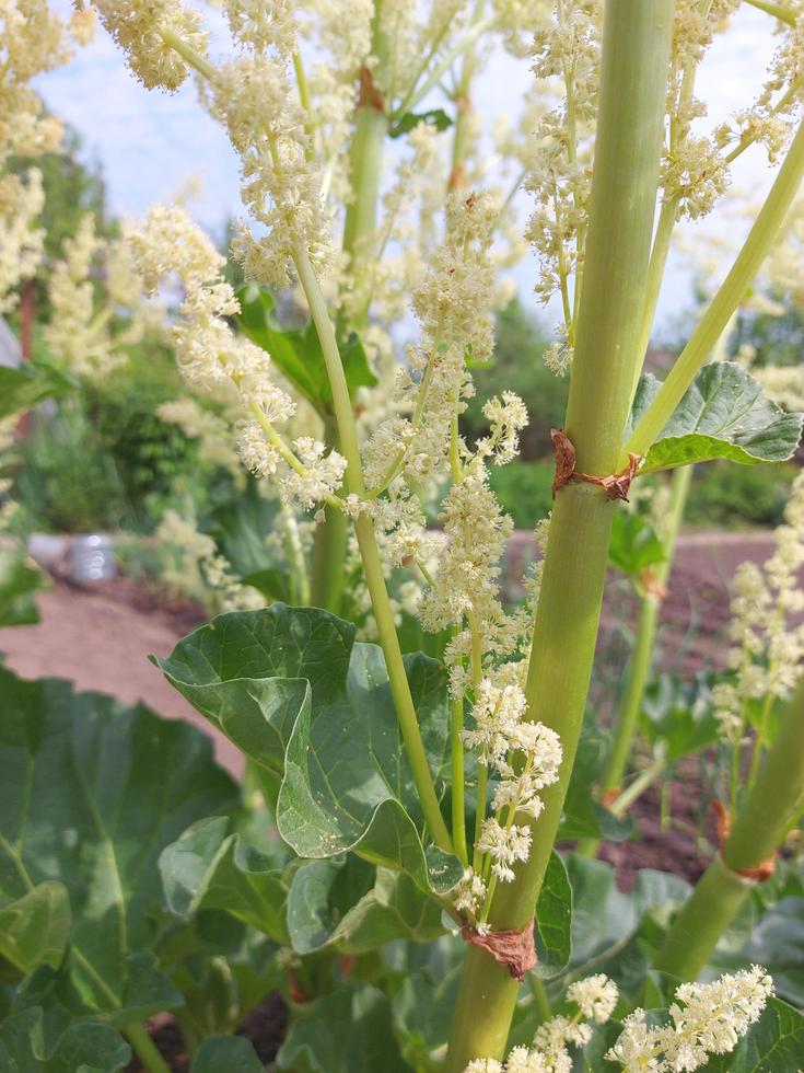 rabarber bloeit in de tuin. landbouw, tuinbouw, plant. foto