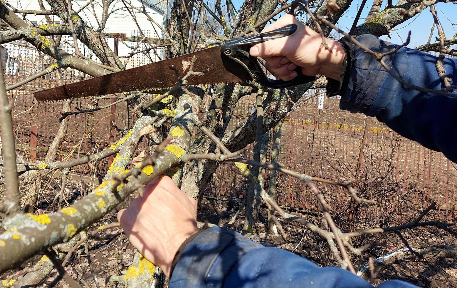 een man snijdt een boomtak met een zaag in de tuin. lente snoeien. tuinieren. verwijderen van beschadigde planten. foto