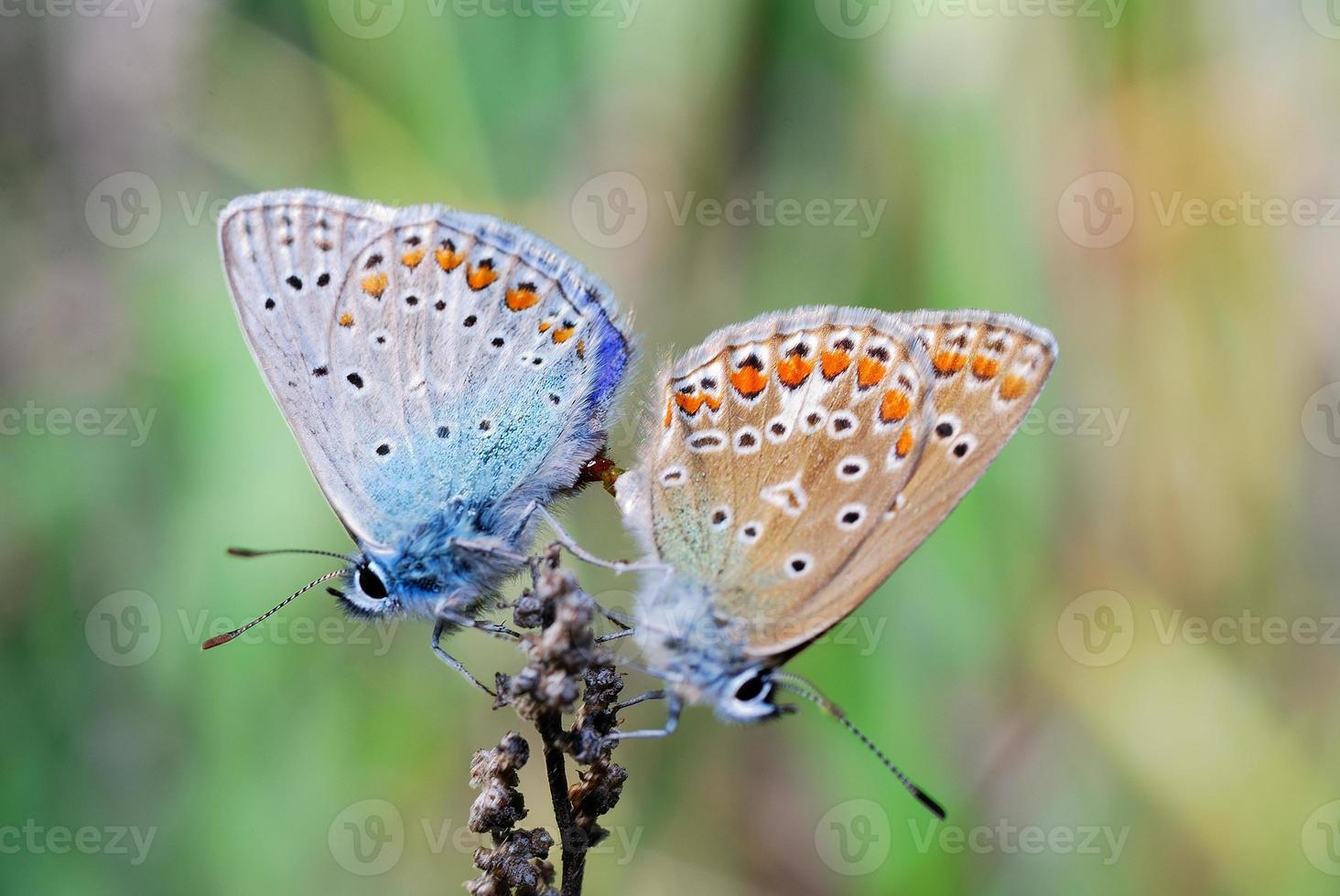 twee vlinders in de lente op een blad foto