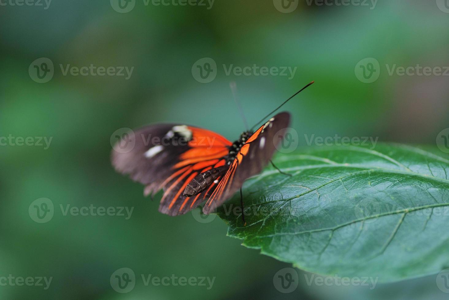 rode vlinder op een groen blad foto