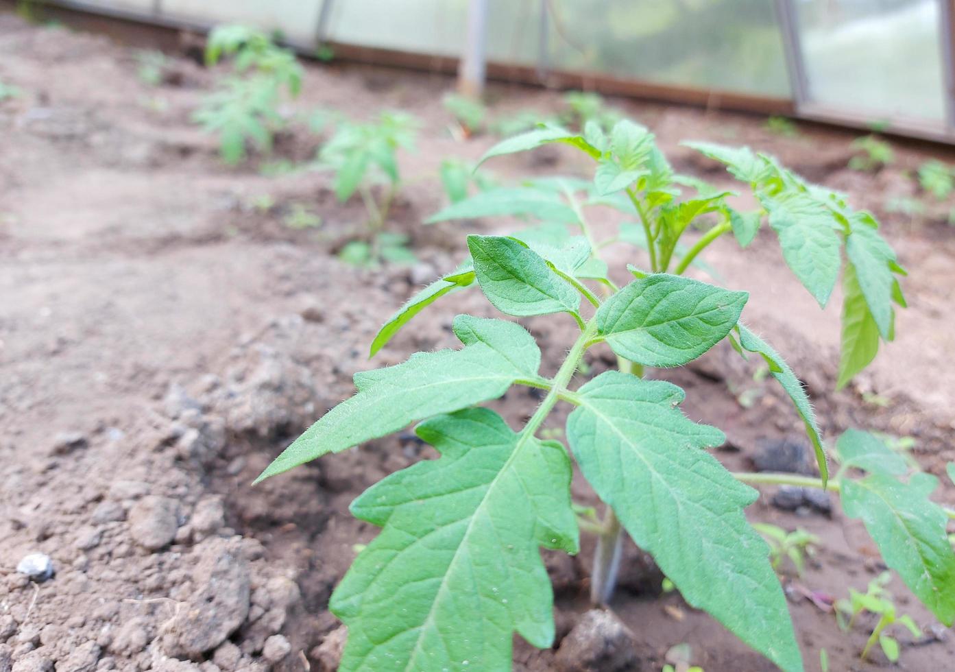 zaailing tomaat groeien in een kas. moestuin gewas planten, tuinbouw, groene bladeren. foto