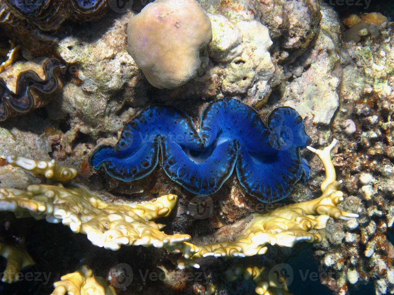 blauwe schelp in de zee foto