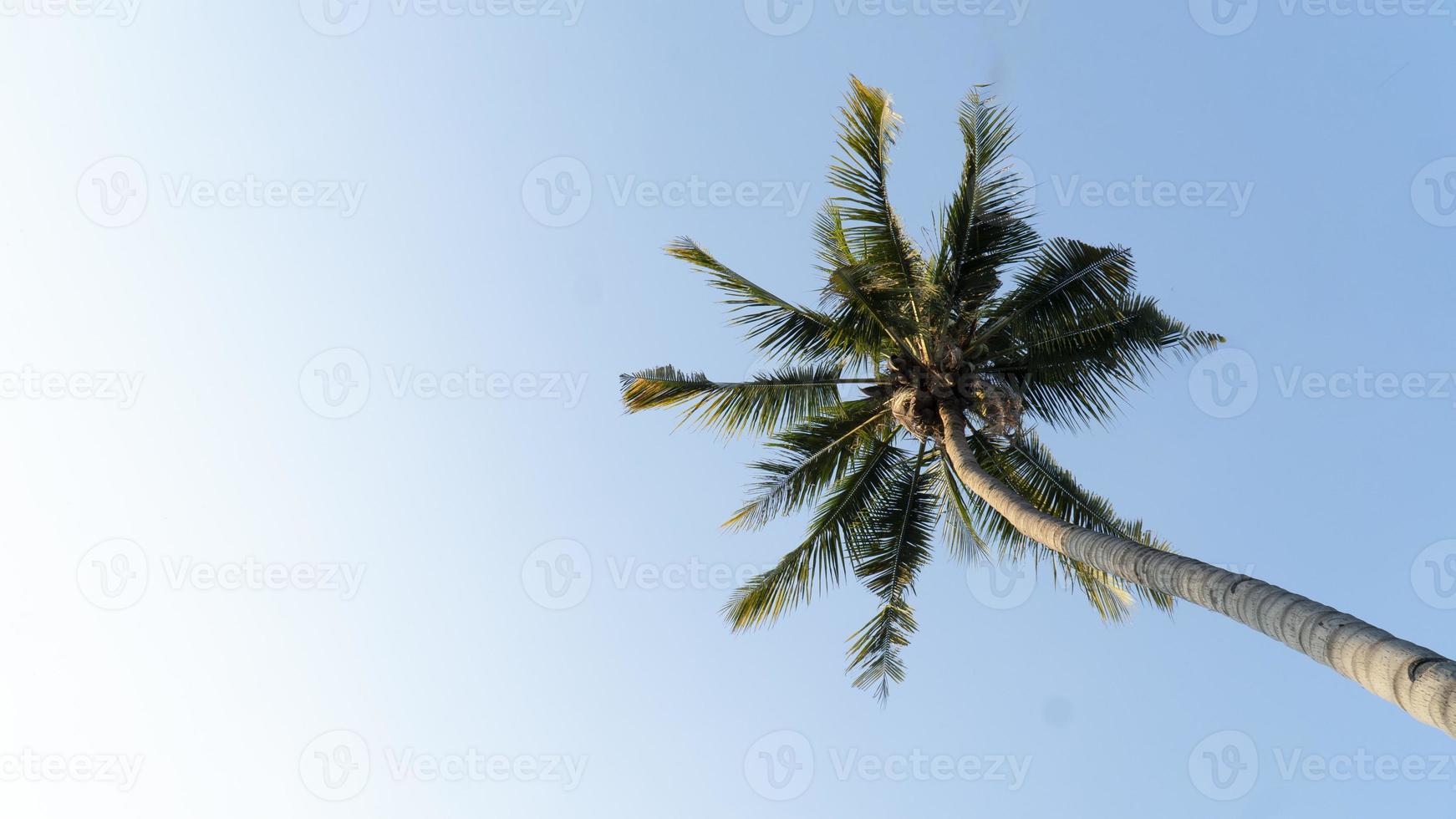 kokospalm in mierenmening op blauwe hemeldag foto