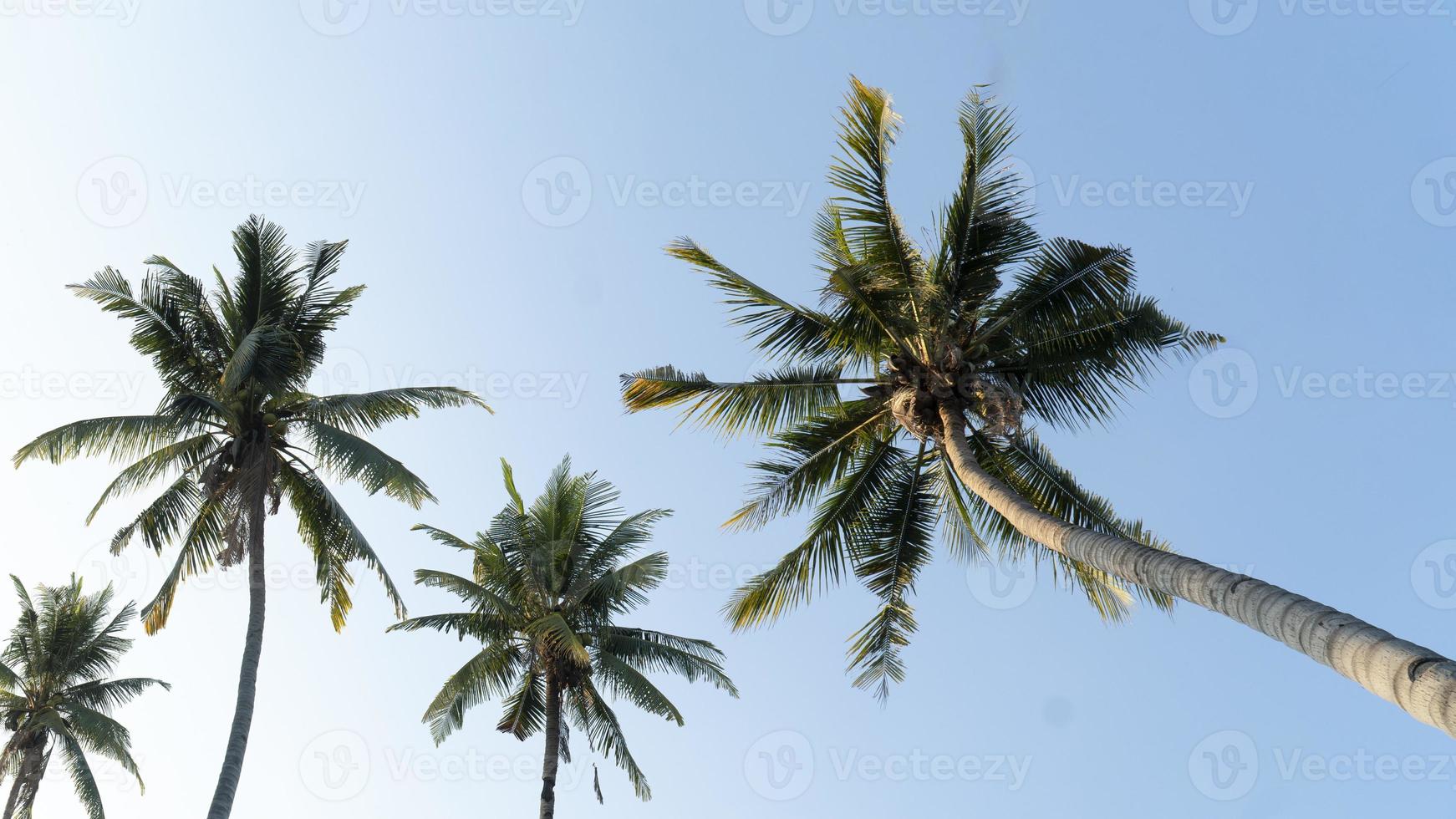 kokospalm in mierenmening op blauwe hemeldag foto