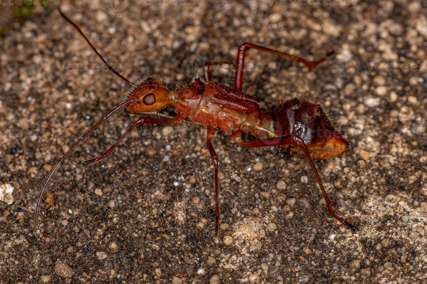 breedkoppige insectennimf foto