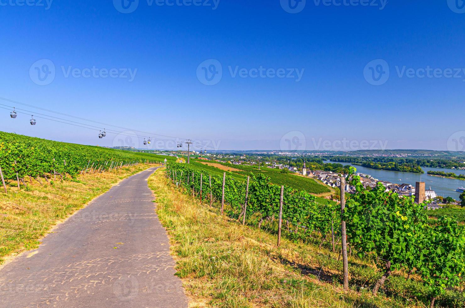 wijngaarden groene velden landschap met wijnstokrijen foto