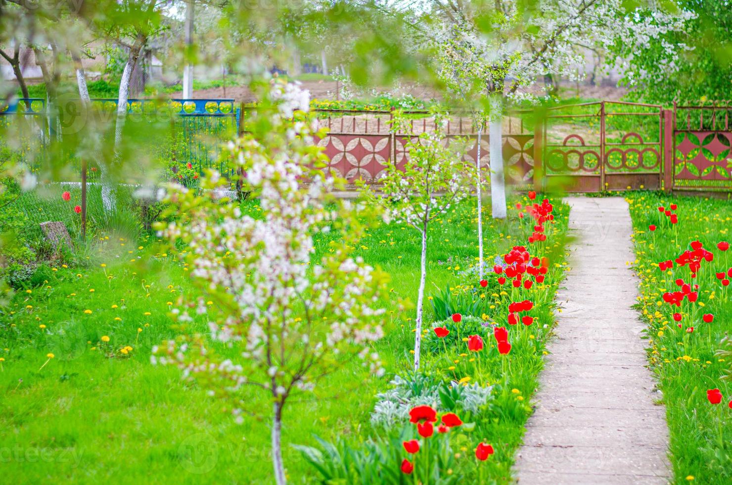 typische dorpstuin met groen grasgazon, cementpad, rode bloemen, kersenbomen bloeien foto