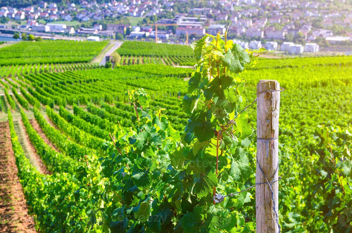 grapevine rijen in wijngaarden groene velden landschap met druiven latwerk op heuvels in de rivier de Rijnvallei foto