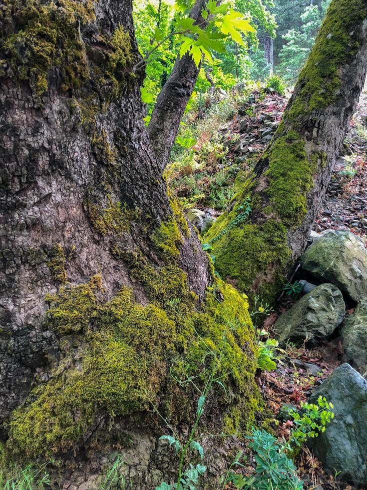 natuur bemost boombos in de heuvel, diep bos in de grote bomen foto