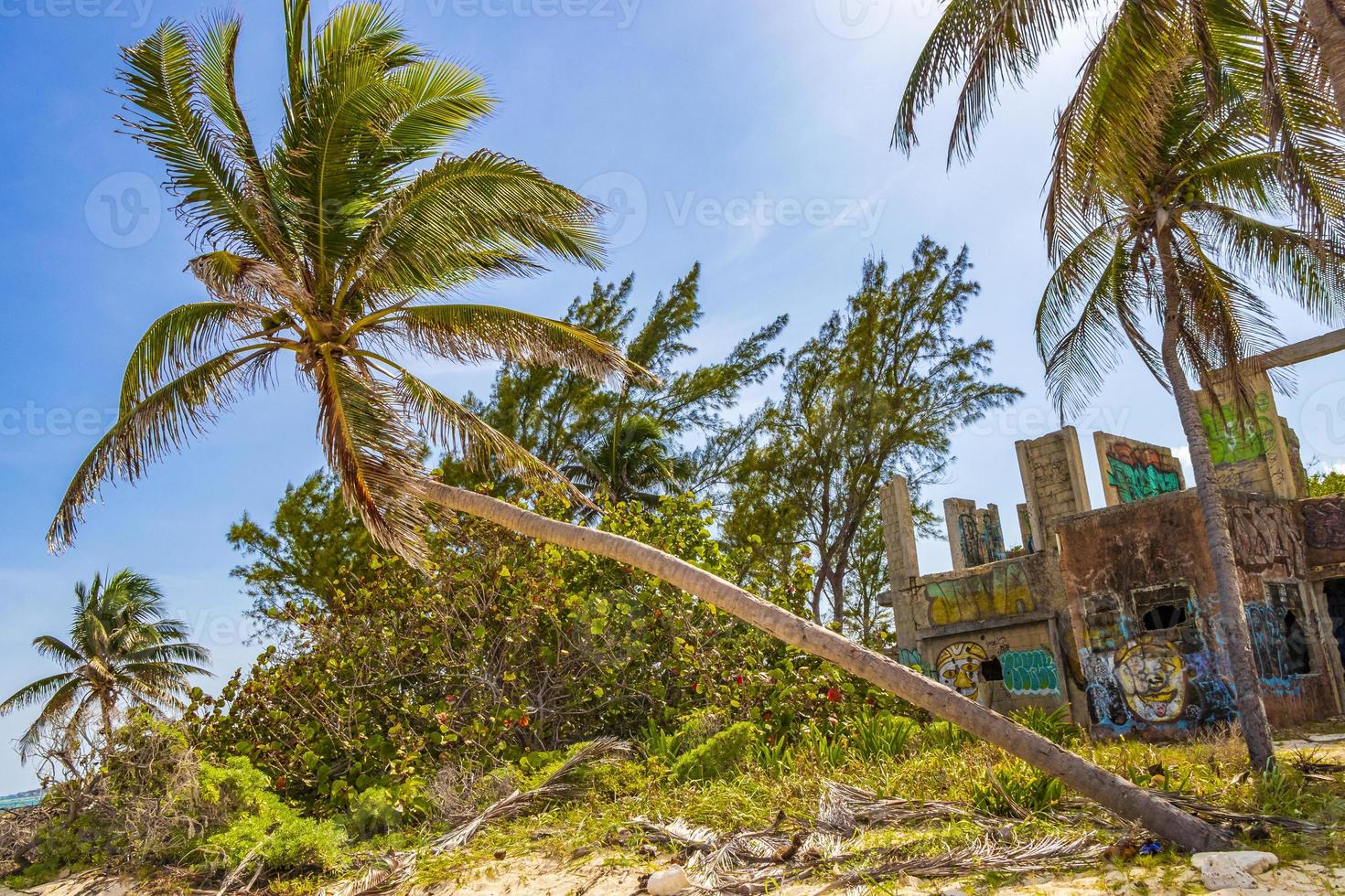 tropische glooiende palmboom blauwe lucht playa del carmen mexico. foto