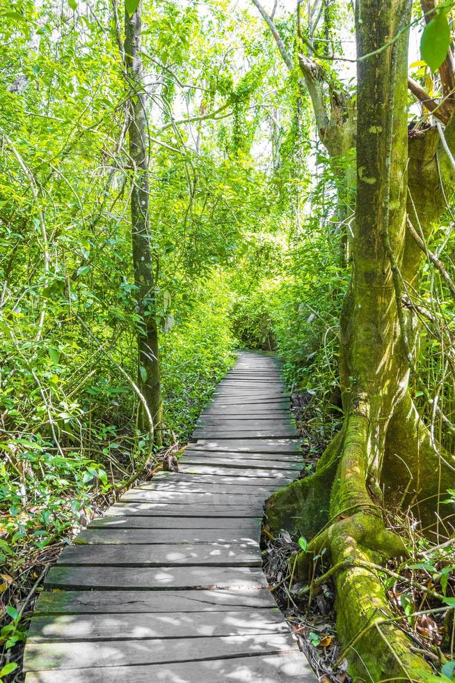 tropische jungle planten bomen houten wandelpaden sian kaan mexico. foto