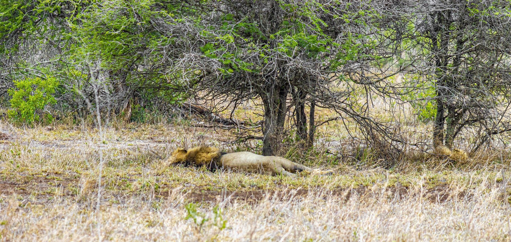 leeuw slaapt safari in mpumalanga kruger nationaal park zuid-afrika. foto