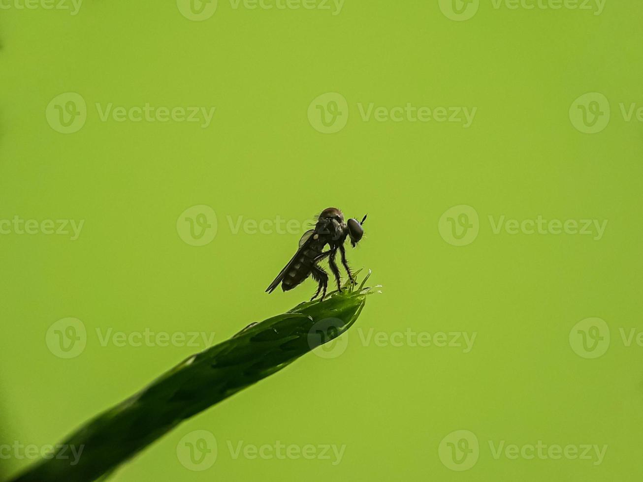 macro-insecten en andere kleine dieren in het wild foto