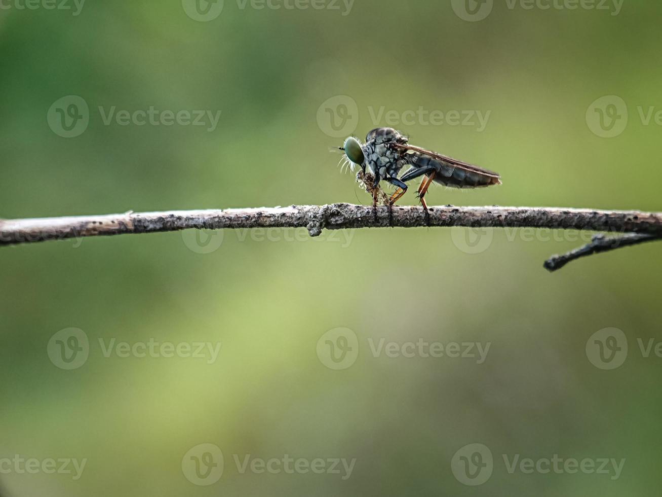 de asilidae zijn de roofvliegenfamilie, ook wel moordenaarsvliegen genoemd foto