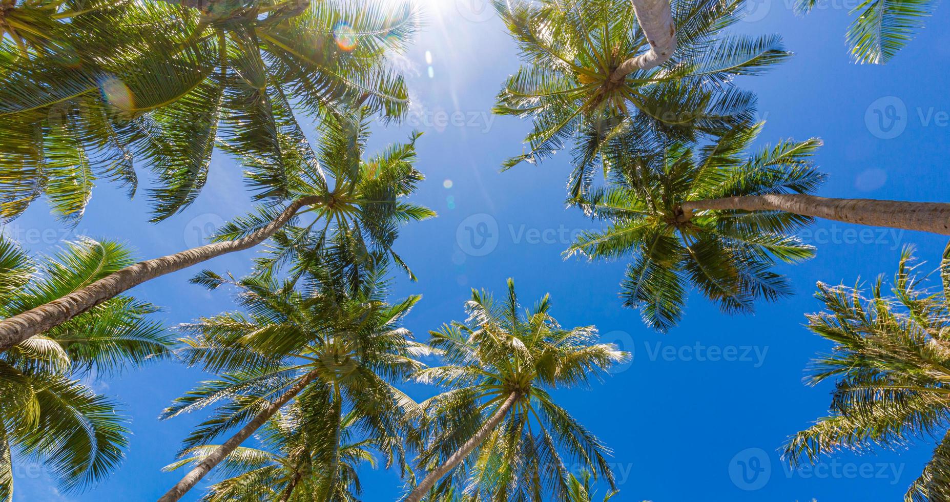 kokospalm met blauwe lucht, prachtige tropische zonnestralen achtergrond. exotische natuur laag standpunt met palmbladeren. reis landschap foto