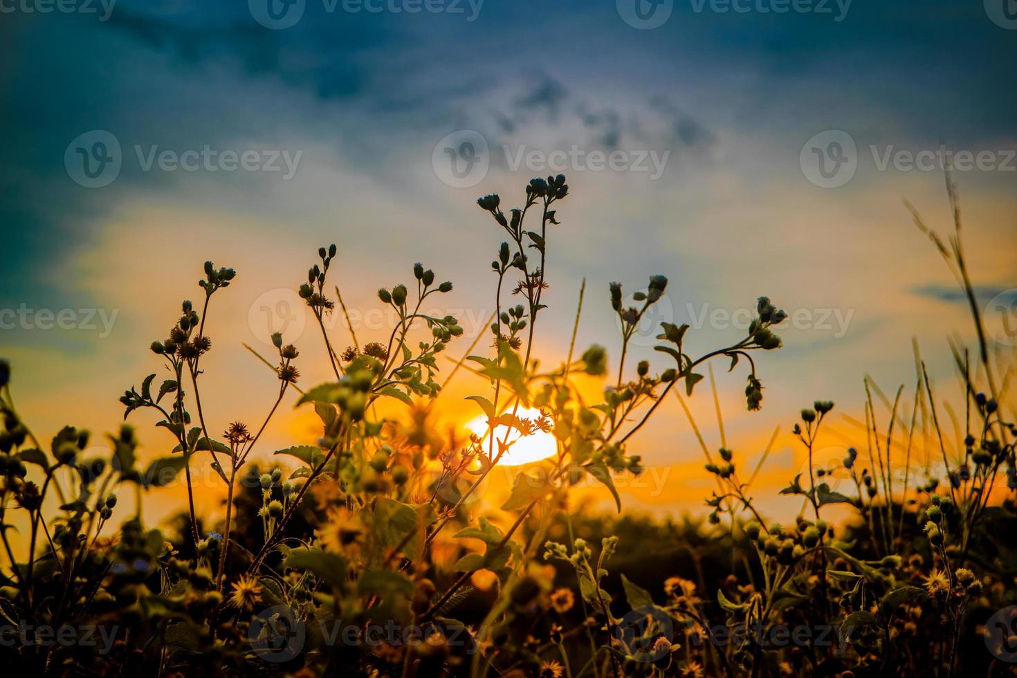 kleurrijke zonsondergangachtergrond met gras in silhouet foto