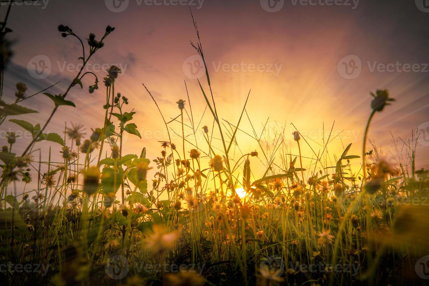 kleurrijke zonsondergangachtergrond met gras in silhouet foto