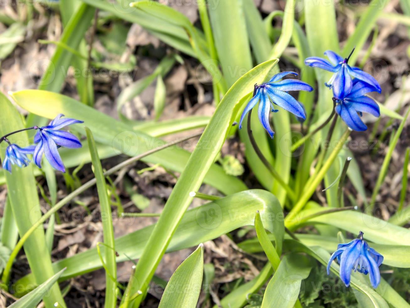 mooie lente sneeuwklokjes proleski blauw heel veel foto