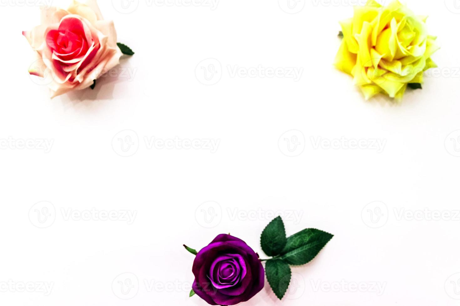 geel in paarse rozen op witte achtergrond foto