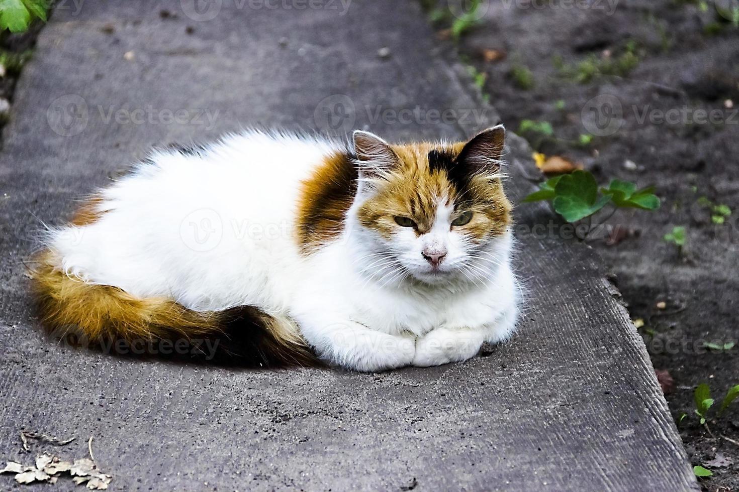 pluizige veelkleurige kat zittend op de weg. kat heeft een interessante originele vachtkleur. foto