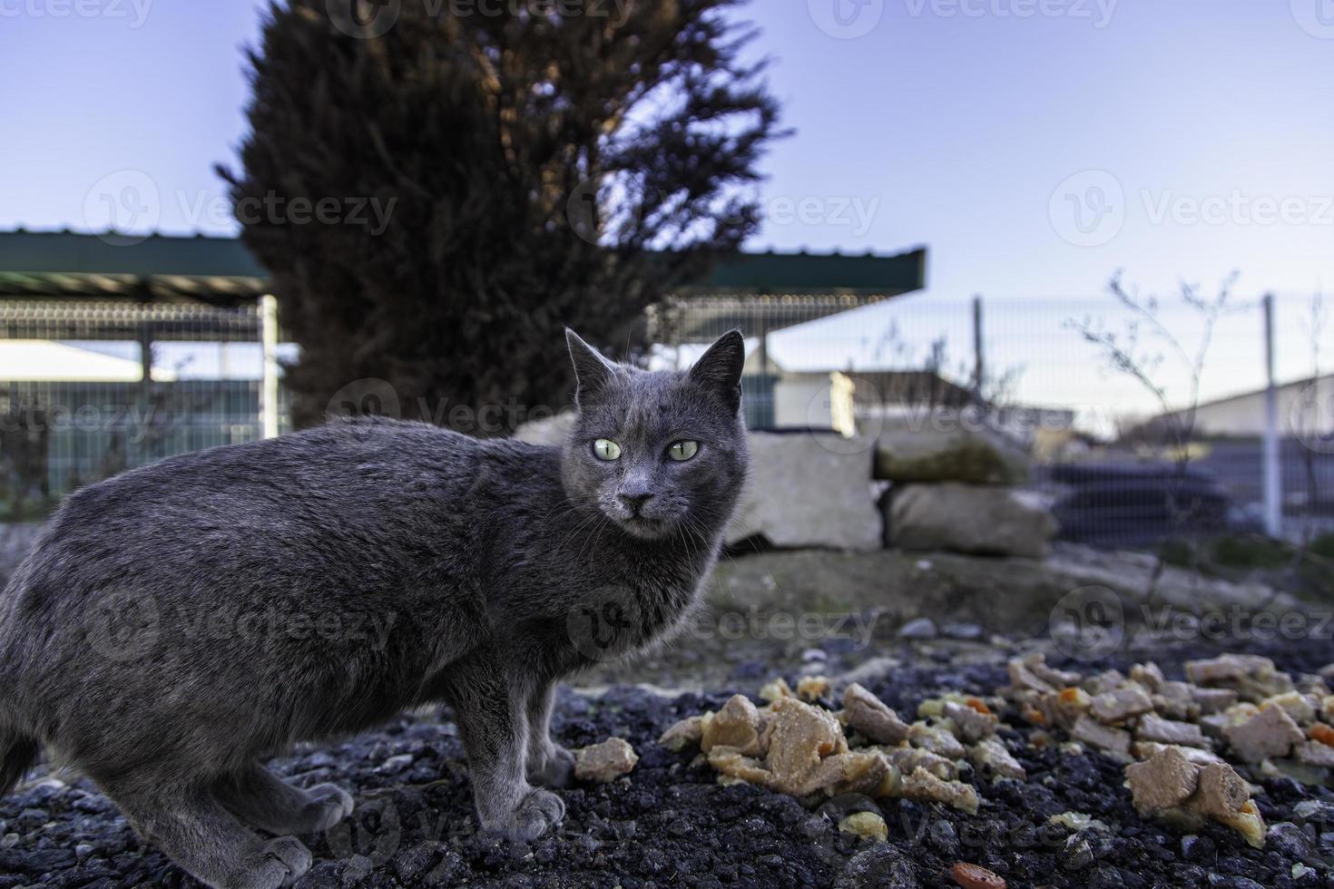 straat verlaten katten foto