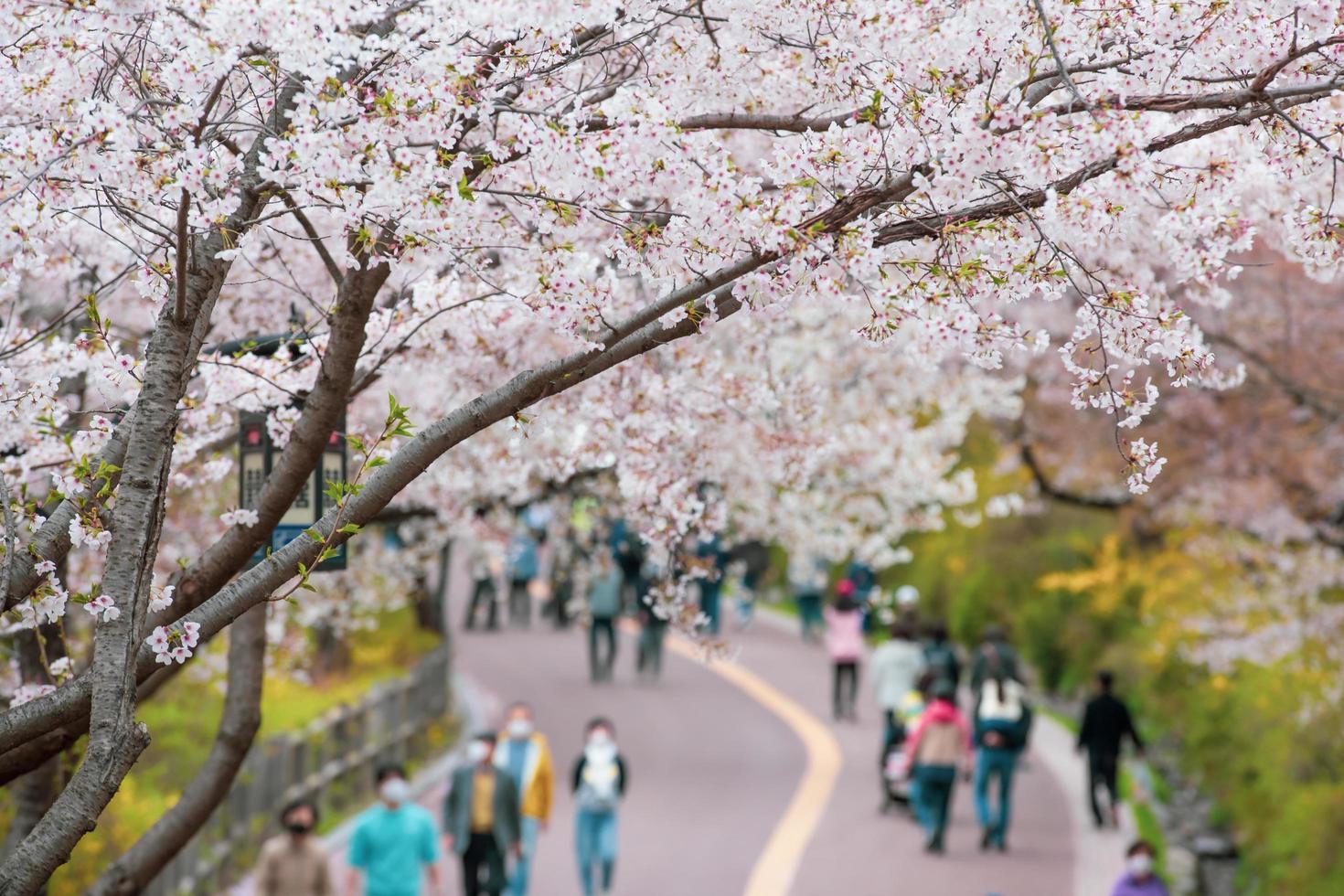 prachtige kersenbloesem sakura in de lente foto