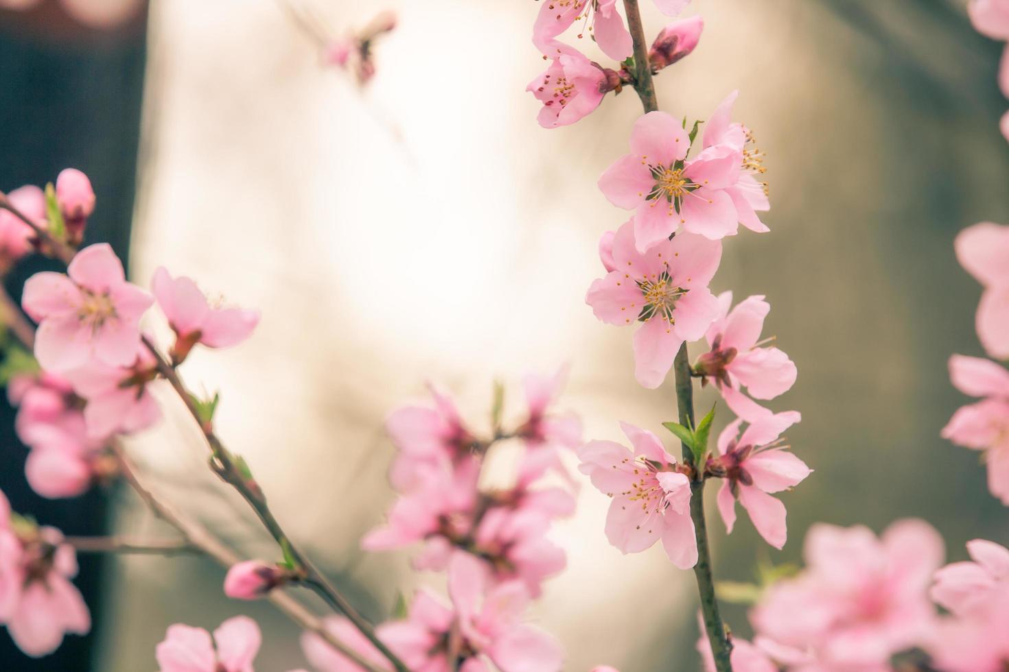 prachtige kersenbloesem sakura in de lente foto