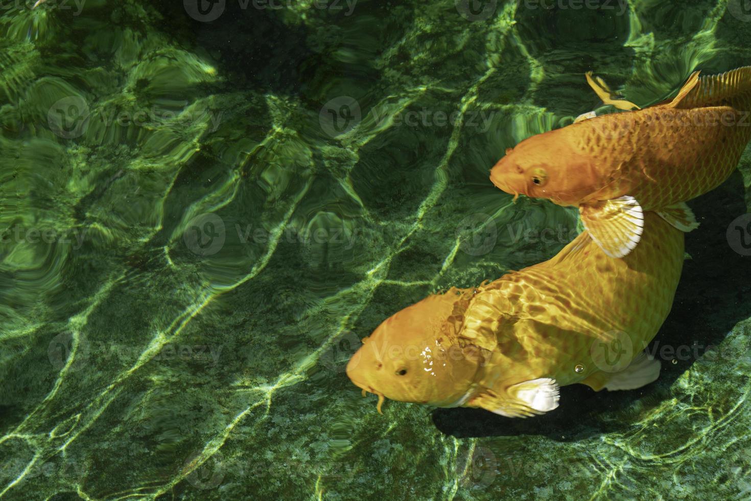 Japanse koi in de groene vijver. foto