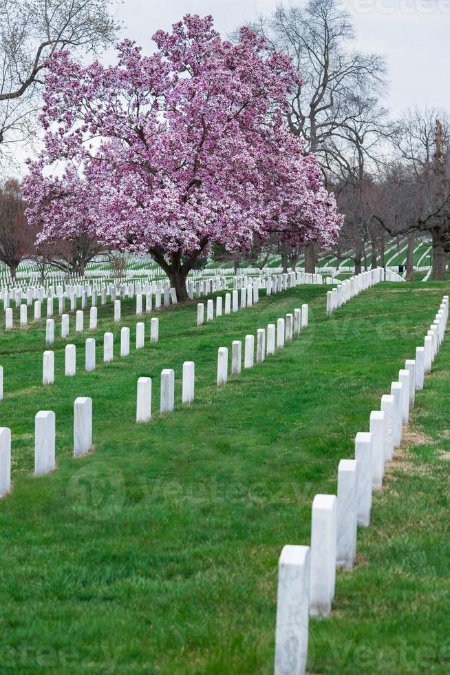 Arlington National Cemetery met prachtige kersenbloesem en grafstenen, Washington DC, Verenigde Staten foto